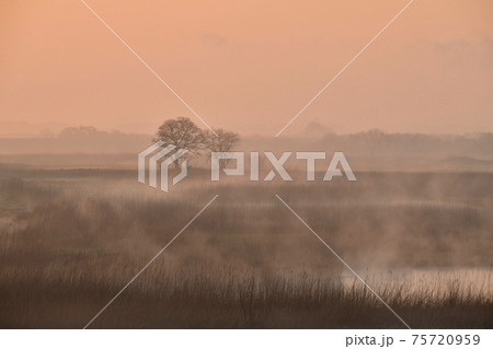 朝焼けする霧の渡良瀬遊水地の葦原に木立 75720959