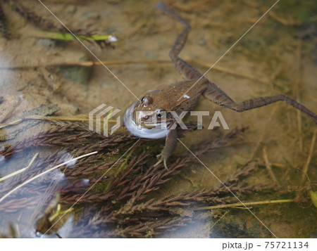 水の中のヤマアカガエル 水の中のヤマアカガエル 75721134