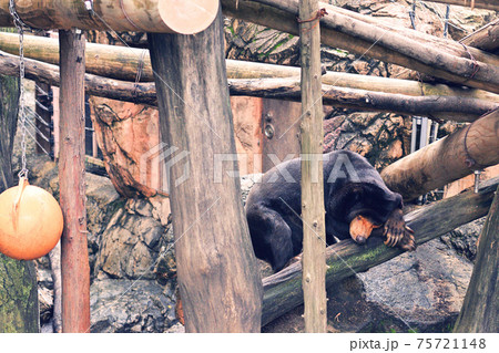 東京・上野動物園のマレーグマ 東京・上野動物園のマレーグマ 75721148