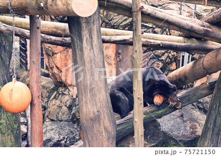 東京・上野動物園のマレーグマ 東京・上野動物園のマレーグマ 75721150