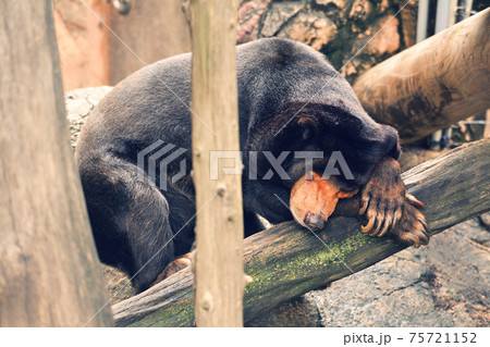 東京・上野動物園のマレーグマ 東京・上野動物園のマレーグマ 75721152