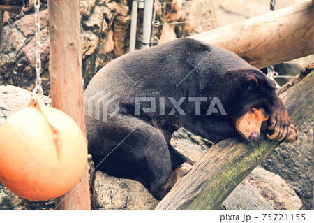 東京・上野動物園のマレーグマ 東京・上野動物園のマレーグマ 75721155