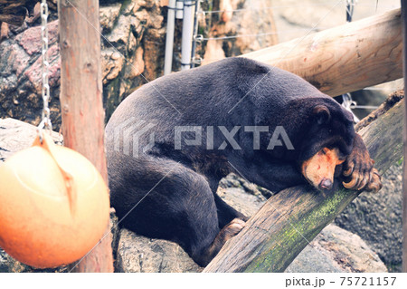 東京・上野動物園のマレーグマ 東京・上野動物園のマレーグマ 75721157