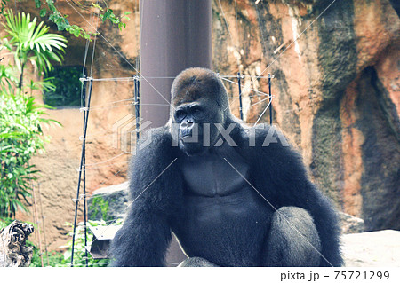 東京・上野動物園のゴリラ 東京・上野動物園のゴリラ 75721299