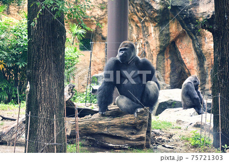 東京・上野動物園のゴリラ 東京・上野動物園のゴリラ 75721303