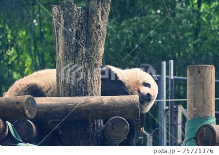 東京・上野動物園のパンダ 東京・上野動物園のパンダ 75721376