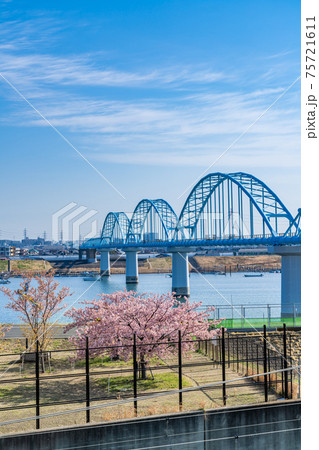 日本の春 江戸川妙典スーパー堤防自由広場の河津桜 日本の春 江戸川妙典スーパー堤防自由広場の河津桜 75721611