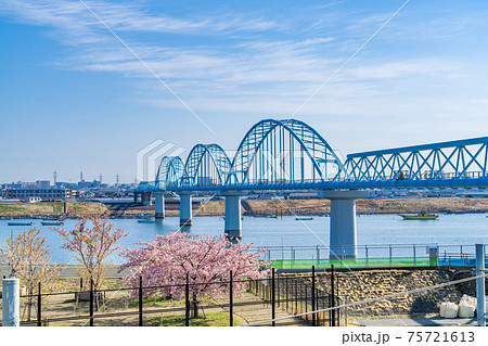 日本の春 江戸川妙典スーパー堤防自由広場の河津桜 75721613