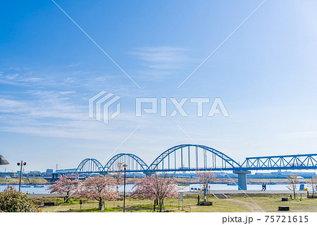 日本の春 江戸川妙典スーパー堤防自由広場の河津桜 日本の春 江戸川妙典スーパー堤防自由広場の河津桜 75721615