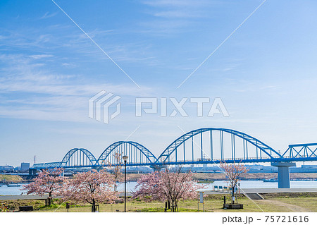 日本の春 江戸川妙典スーパー堤防自由広場の河津桜 75721616
