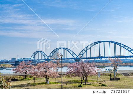 日本の春 江戸川妙典スーパー堤防自由広場の河津桜 日本の春 江戸川妙典スーパー堤防自由広場の河津桜 75721617