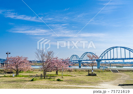 日本の春 江戸川妙典スーパー堤防自由広場の河津桜 75721619