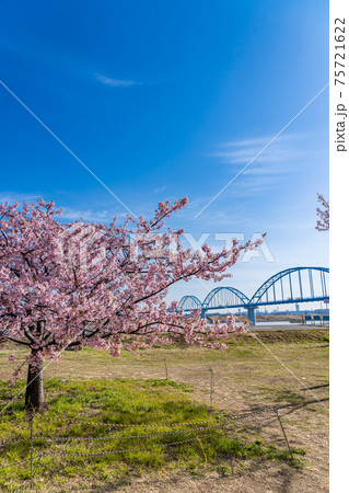 日本の春 江戸川妙典スーパー堤防自由広場の河津桜 日本の春 江戸川妙典スーパー堤防自由広場の河津桜 75721622