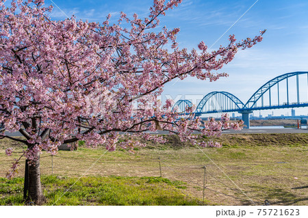 日本の春 江戸川妙典スーパー堤防自由広場の河津桜 75721623