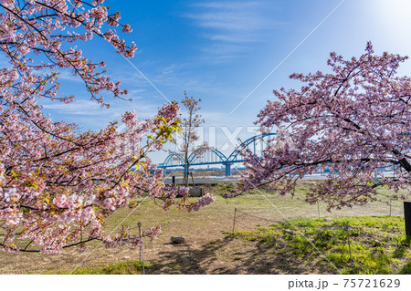 日本の春 江戸川妙典スーパー堤防自由広場の河津桜 日本の春 江戸川妙典スーパー堤防自由広場の河津桜 75721629