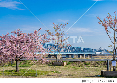 日本の春 江戸川妙典スーパー堤防自由広場の河津桜 75721663