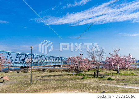 日本の春 江戸川妙典スーパー堤防自由広場の河津桜 75721666