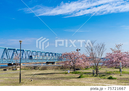 日本の春 江戸川妙典スーパー堤防自由広場の河津桜 日本の春 江戸川妙典スーパー堤防自由広場の河津桜 75721667
