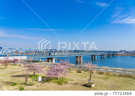 日本の春 江戸川妙典スーパー堤防自由広場の河津桜の写真素材