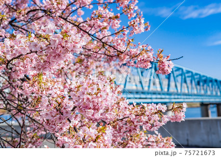 日本の春 江戸川妙典スーパー堤防自由広場の河津桜 75721673