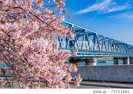 日本の春 江戸川妙典スーパー堤防自由広場の河津桜 75721681