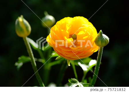 黄色いラナンキュラスとつぼみ 75721832