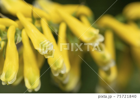 山黄華鬘 75721840