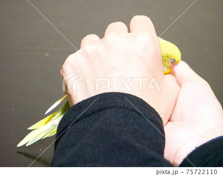 【ペット】手の平に包まれるセキセイインコ 75722110