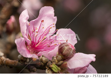 桃の花 桃の花 75722189