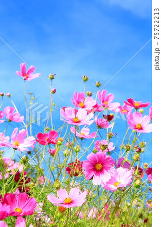 コスモスの花 75722213