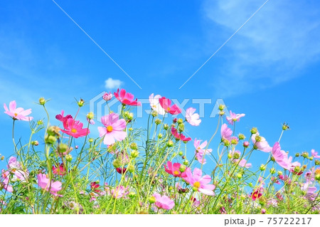 コスモスの花 コスモスの花 75722217