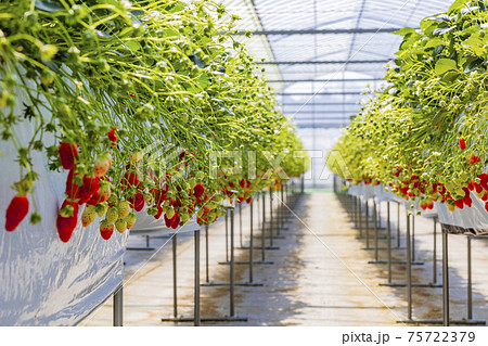 いちご狩り 75722379