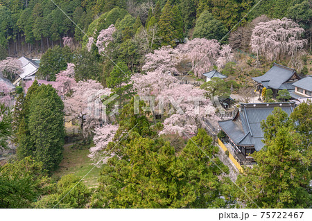身延山 久遠寺　桜　 75722467