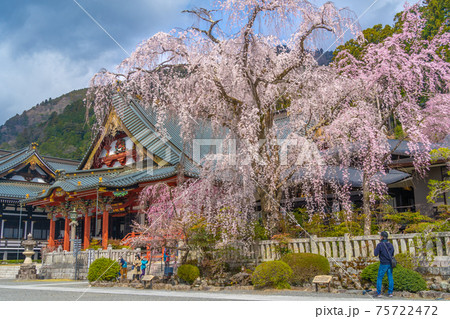 身延山 久遠寺　桜　 75722472