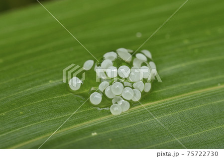 オカモノアラガイの卵 オカモノアラガイの卵 75722730