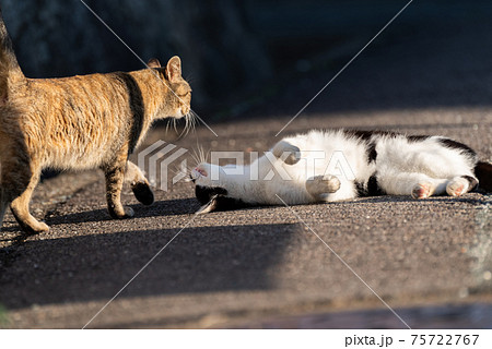 じゃれ合う二匹の猫 75722767