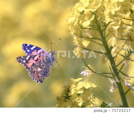 春光に輝きながら菜の花畑を飛行する美しいヒメアカタテハチョウ 春光に輝きながら菜の花畑を飛行する美しいヒメアカタテハチョウ 75723217