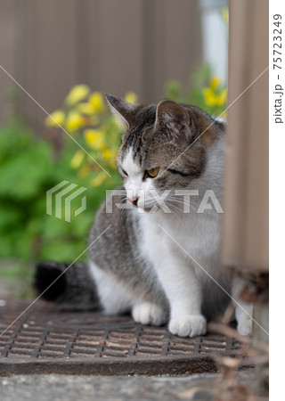 可愛い猫ちゃん 可愛い猫ちゃん 75723249