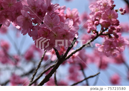 鮮やかなピンクの横浜緋桜 75723580