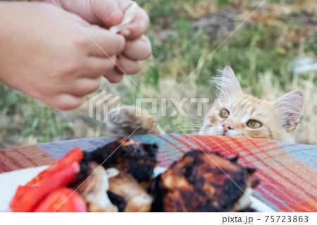The ginger cat stands on its hind legs and asks for a piece of fried meat from the master's table. Pets love and care concept 75723863