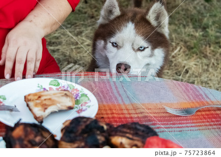 Siberian husky sits near the table with meat and asks for food. The dog looks at the grilled treat. Siberian husky sits near the table with meat and asks for food. The dog looks at the grilled treat. 75723864
