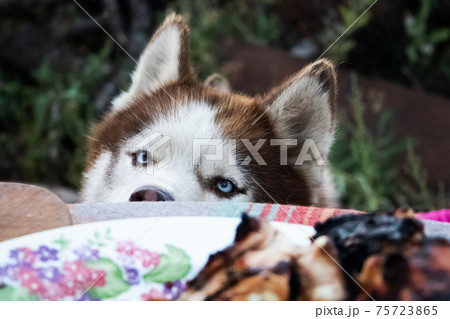 Siberian husky sits near the table with meat and asks for food. The dog looks at the grilled treat. 75723865