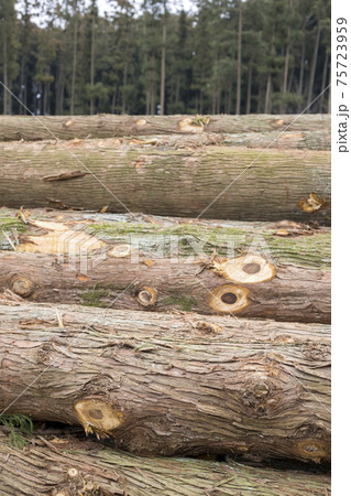 森林伐採 積み上げた木 森林伐採 積み上げた木 75723959