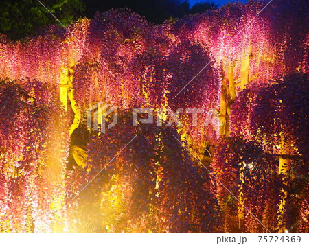 ライトアップされた藤 75724369