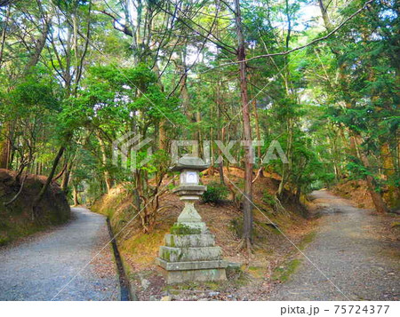 春日大社のささやきの小道と灯籠 春日大社のささやきの小道と灯籠 75724377