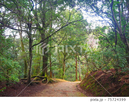 春日大社のささやきの小道 75724399