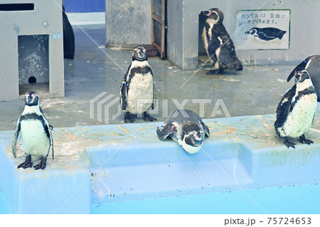 横浜・野毛山動物園 75724653