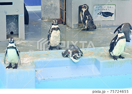 横浜・野毛山動物園 75724655