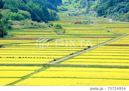 信更の棚田 75724954