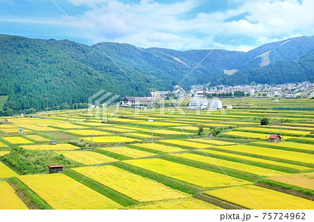 野沢温泉村・実りの棚田 野沢温泉村・実りの棚田 75724962